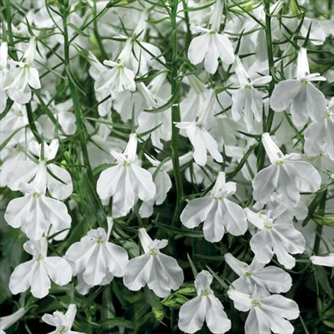 photo of flower to be used as: Pot, bedding, patio Lobelia erinus Techno Up White