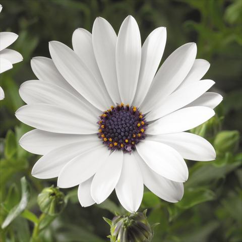 photo of flower to be used as: Pot, bedding, patio Osteospermum ecklonis Tradewinds® White Improved