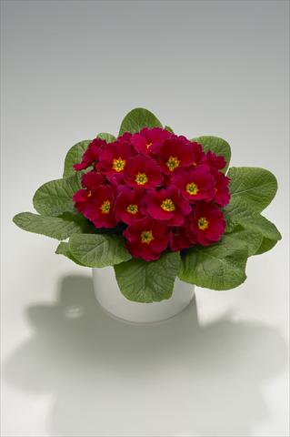 photo of flower to be used as: Basket / Pot Primula acaulis, veris, vulgaris Mega Hot Cherry