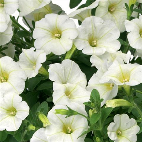 photo of flower to be used as: Pot, bedding, patio Petunia hybrida Sanguna® Mini White