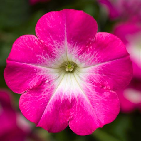 photo of flower to be used as: Pot, bedding, patio Petunia hybrida Sanguna® Patio Pink Morn