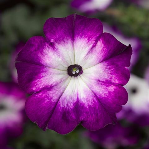 photo of flower to be used as: Pot, bedding, patio Petunia hybrida Sanguna® Patio Twirl Purple