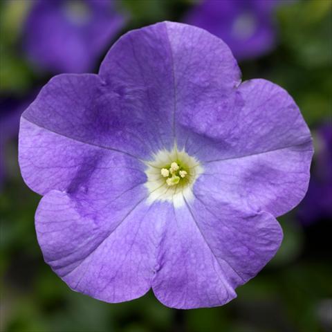 photo of flower to be used as: Pot, bedding, patio Petunia hybrida Sanguna® SkyBlue