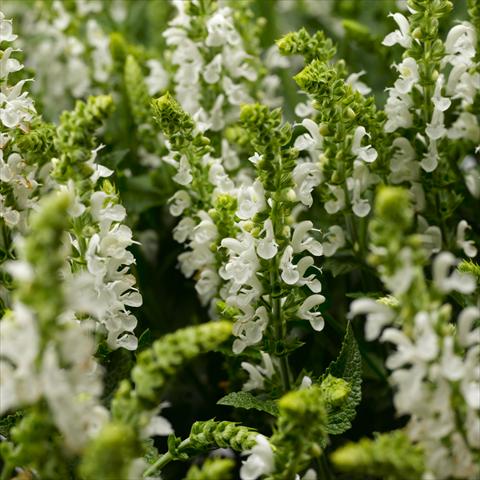 photo of flower to be used as: Pot, bedding, patio Salvia x superba Bordeau™ White