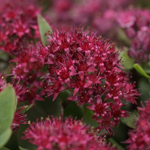 photo of flower to be used as: Pot, bedding, patio Sedum telephium Surrender Red