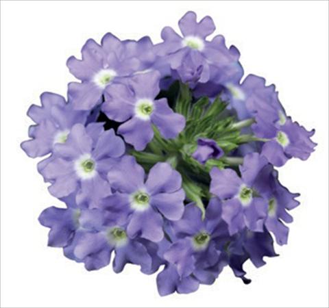 photo of flower to be used as: Pot, bedding, patio Verbena hybrida Lanai® Blue Eyes