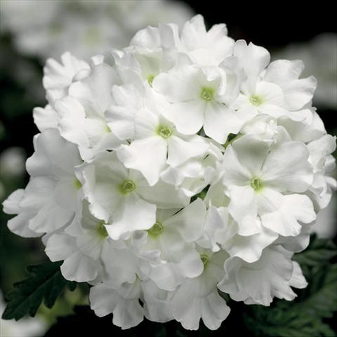photo of flower to be used as: Pot, bedding, patio Verbena hybrida Lanai® White Improved