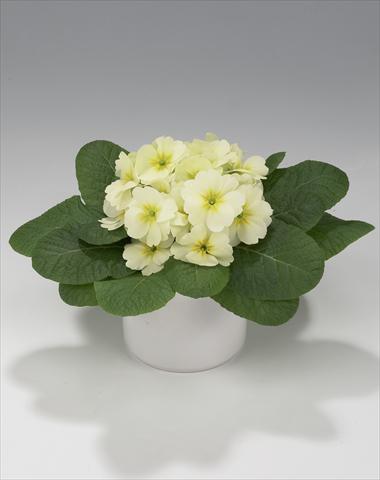 photo of flower to be used as: Basket / Pot Primula acaulis, veris, vulgaris Mega Lime