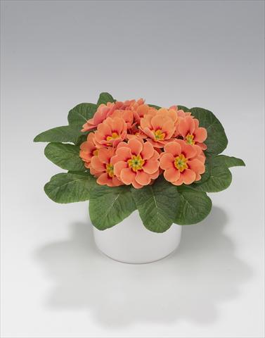 photo of flower to be used as: Basket / Pot Primula acaulis, veris, vulgaris Mega Orange Picotée
