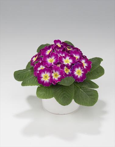 photo of flower to be used as: Basket / Pot Primula acaulis, veris, vulgaris Mega Purple Picotée