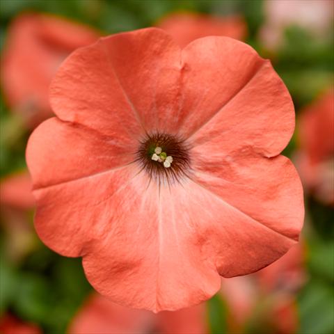 photo of flower to be used as: Pot, bedding, patio Petunia hybrida Sanguna® Salmon