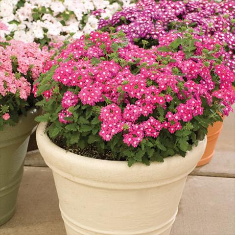 photo of flower to be used as: Pot, bedding, patio Verbena hybrida Lanai® Up