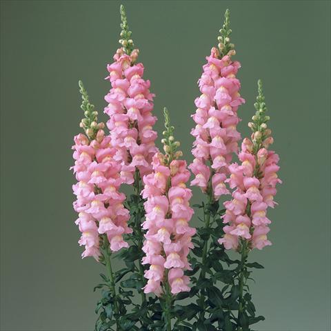 photo of flower to be used as: Pot and bedding Antirrhinum majus F1 Legend Pink