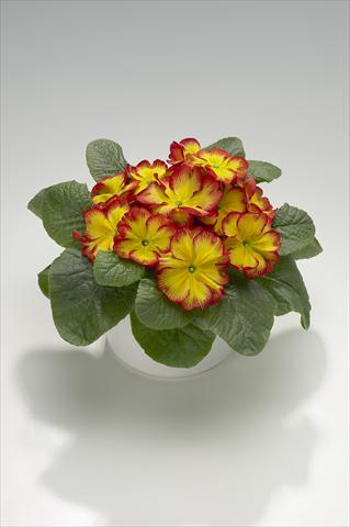 photo of flower to be used as: Basket / Pot Primula acaulis, veris, vulgaris Mega Red Picotée