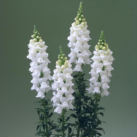 photo of flower to be used as: Pot and bedding Antirrhinum majus F1 Legend White