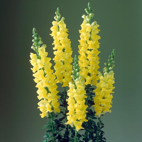 photo of flower to be used as: Pot and bedding Antirrhinum majus F1 Legend Yellow