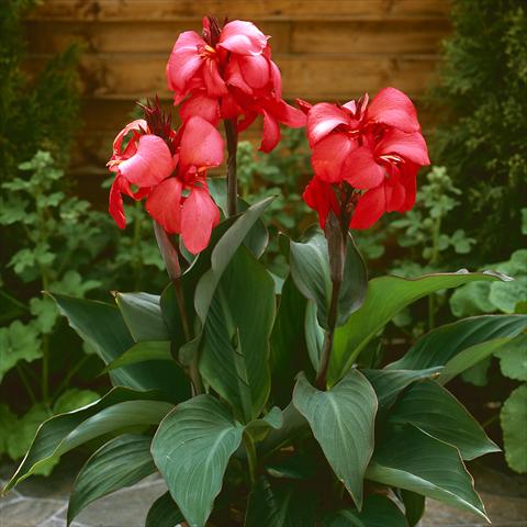 photo of flower to be used as: Patio, pot Canna hybrida Cannova® F1 Rose