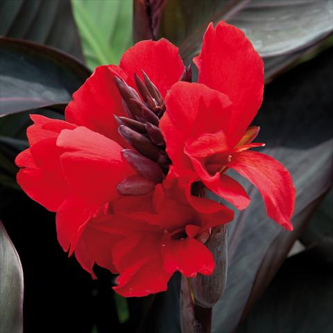photo of flower to be used as: Patio, pot Canna hybrida Cannova® Scarlet Bronze