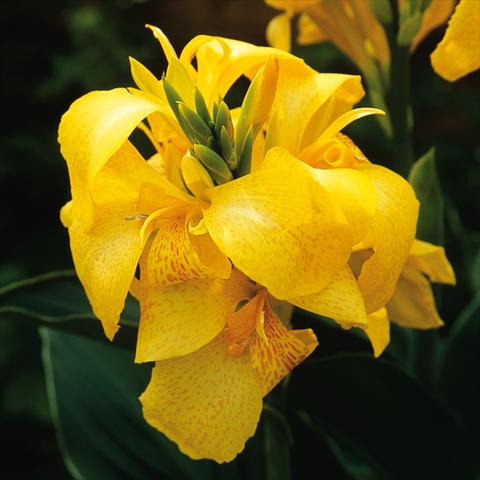 photo of flower to be used as: Patio, pot Canna hybrida Cannova® Yellow