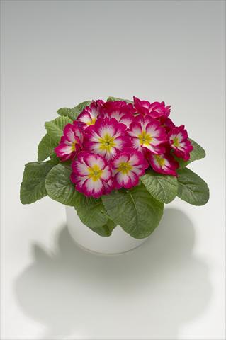 photo of flower to be used as: Basket / Pot Primula acaulis, veris, vulgaris Mega Rose Picotée