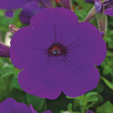 photo of flower to be used as: Pot, bedding, patio Petunia hybrida F1 Trilogy Blue