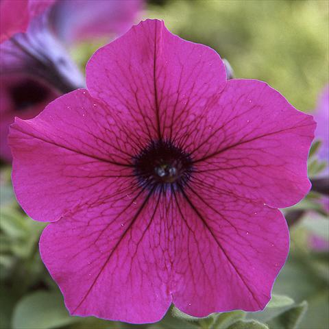 photo of flower to be used as: Pot, bedding, patio Petunia hybrida F1 Trilogy Purple