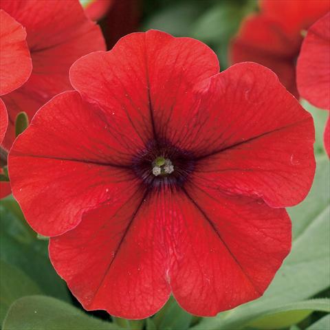 photo of flower to be used as: Pot, bedding, patio Petunia hybrida F1 Trilogy Red