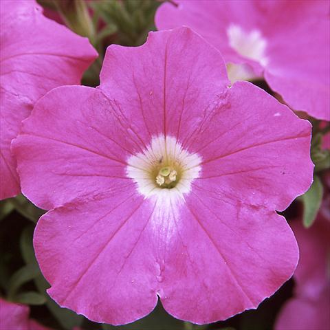 photo of flower to be used as: Pot, bedding, patio Petunia hybrida F1 Trilogy Rose