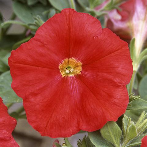 photo of flower to be used as: Pot, bedding, patio Petunia hybrida F1 Trilogy Scarlet