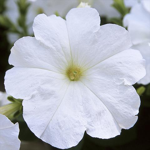 photo of flower to be used as: Pot, bedding, patio Petunia hybrida F1 Trilogy White