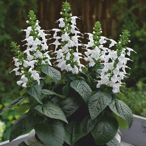 photo of flower to be used as: Pot and bedding Salvia coccinea Summer Jewel White