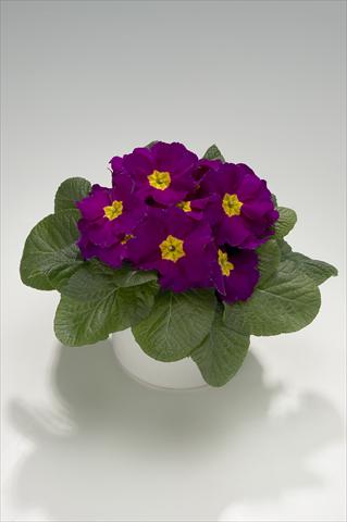 photo of flower to be used as: Basket / Pot Primula acaulis, veris, vulgaris Mega Violet