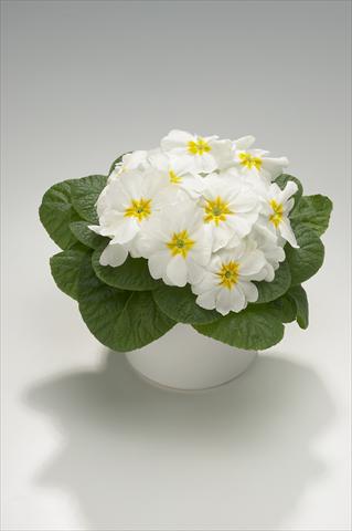 photo of flower to be used as: Basket / Pot Primula acaulis, veris, vulgaris Mega White with Yellow Eye