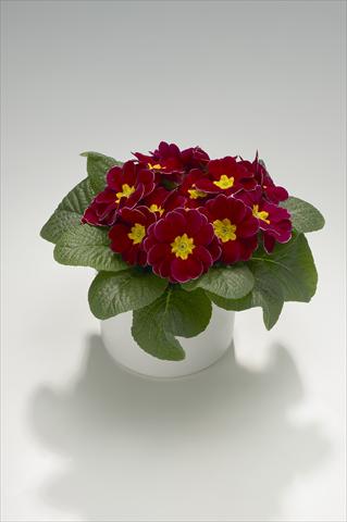 photo of flower to be used as: Basket / Pot Primula acaulis, veris, vulgaris Mega Winered with Edge