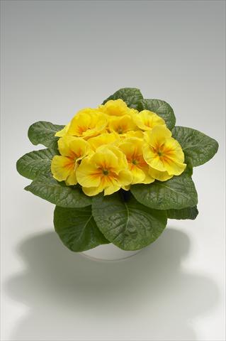 photo of flower to be used as: Basket / Pot Primula acaulis, veris, vulgaris Mega Yellow with Eye