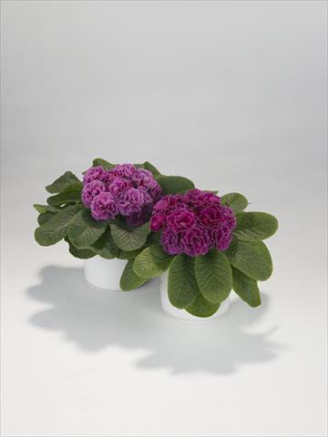 photo of flower to be used as: Basket / Pot Primula acaulis, veris, vulgaris Paloma Lilac Shades