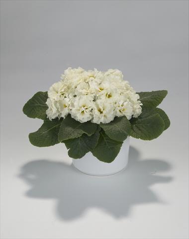 photo of flower to be used as: Basket / Pot Primula acaulis, veris, vulgaris Paloma Lime