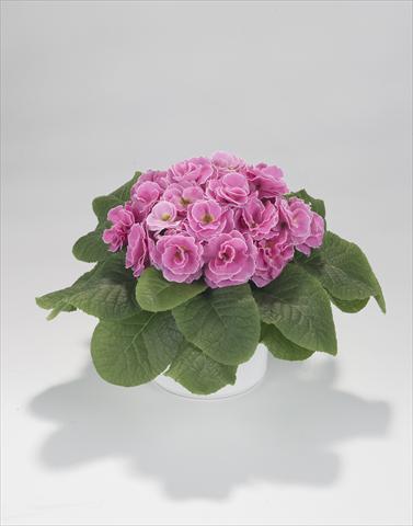 photo of flower to be used as: Basket / Pot Primula acaulis, veris, vulgaris Paloma Pink