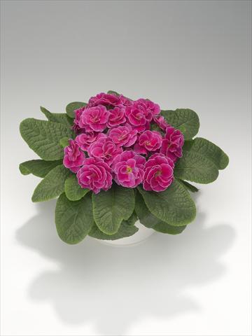 photo of flower to be used as: Basket / Pot Primula acaulis, veris, vulgaris Paloma Rose Shades
