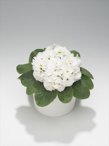 photo of flower to be used as: Basket / Pot Primula acaulis, veris, vulgaris Paloma White