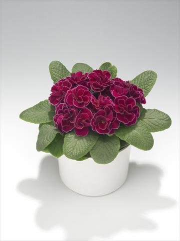 photo of flower to be used as: Basket / Pot Primula acaulis, veris, vulgaris Paloma Winered