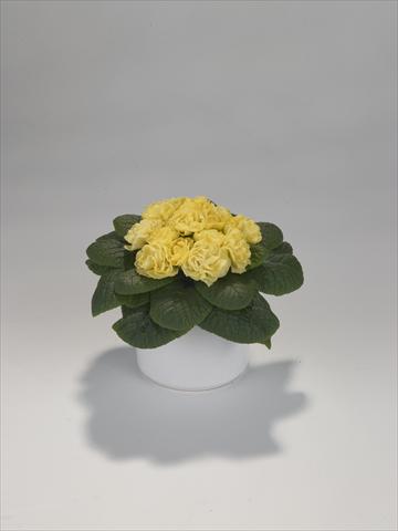 photo of flower to be used as: Basket / Pot Primula acaulis, veris, vulgaris Paloma Yellow