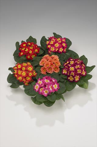 photo of flower to be used as: Basket / Pot Primula acaulis, veris, vulgaris Viva Bicolor