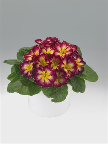 photo of flower to be used as: Basket / Pot Primula acaulis, veris, vulgaris Viva Burgundy Flame