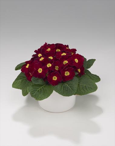 photo of flower to be used as: Basket / Pot Primula acaulis, veris, vulgaris Viva Burgundy