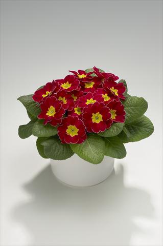 photo of flower to be used as: Basket / Pot Primula acaulis, veris, vulgaris Viva Carmine with Edge