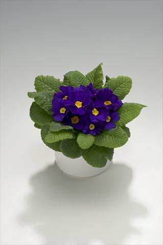 photo of flower to be used as: Basket / Pot Primula acaulis, veris, vulgaris Viva Deep Blue