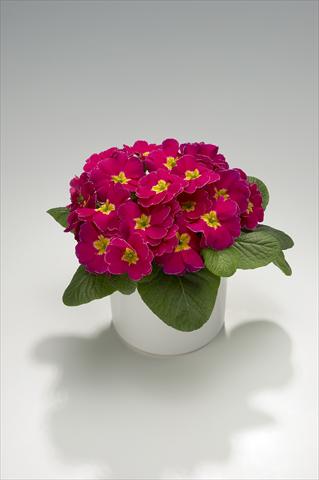 photo of flower to be used as: Basket / Pot Primula acaulis, veris, vulgaris Viva Deep Rose with Edge