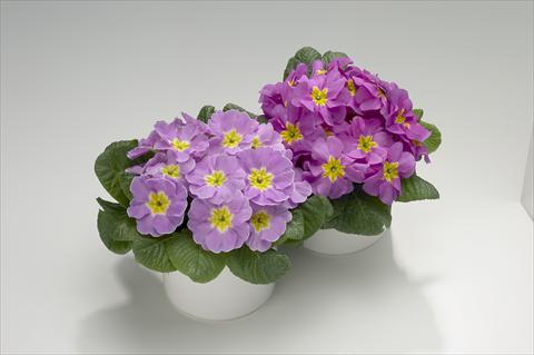 photo of flower to be used as: Basket / Pot Primula acaulis, veris, vulgaris Viva Lavender Shades