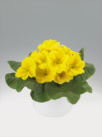 photo of flower to be used as: Basket / Pot Primula acaulis, veris, vulgaris Viva Lemon Yellow